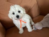 Łusia Vel Miffy - 8 tygodni